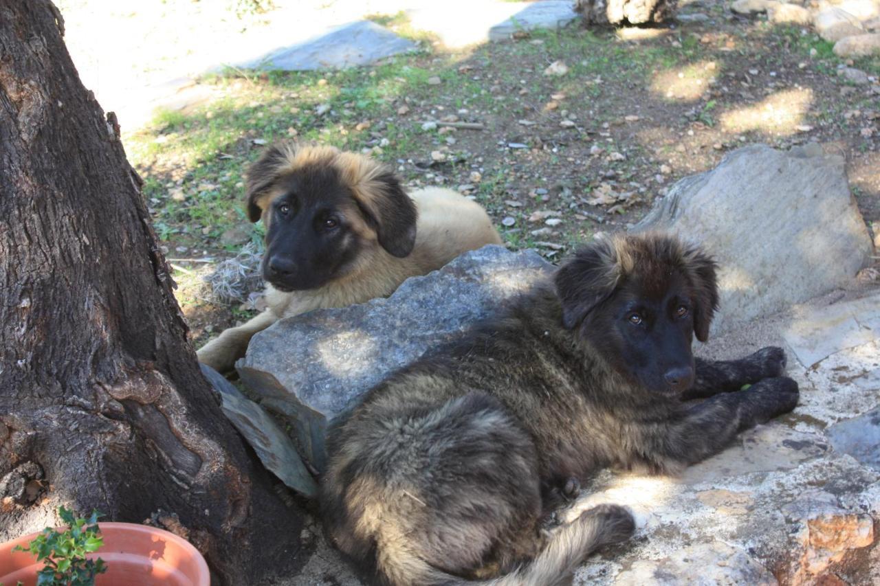 Quinta D' Luzarcoiris Villa Arganil Dış mekan fotoğraf
