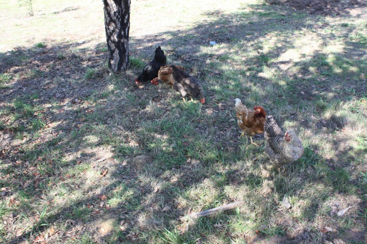 Quinta D' Luzarcoiris Villa Arganil Dış mekan fotoğraf