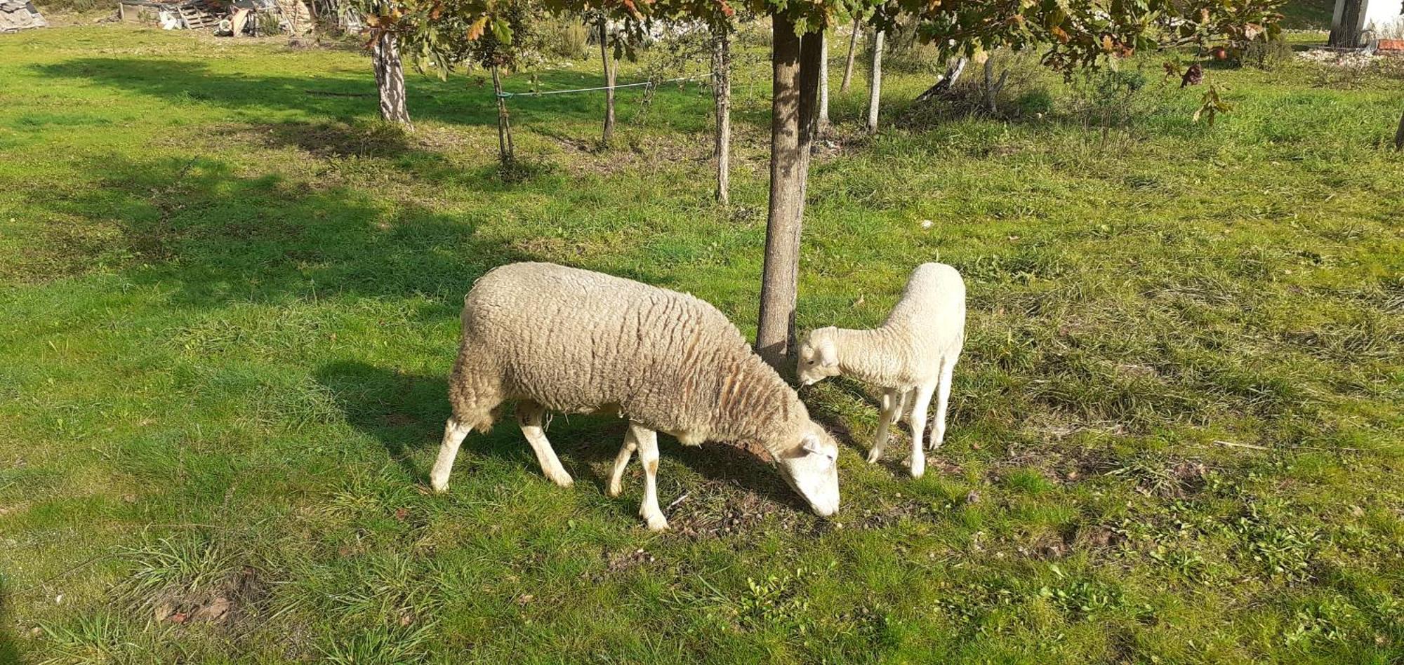 Quinta D' Luzarcoiris Villa Arganil Dış mekan fotoğraf